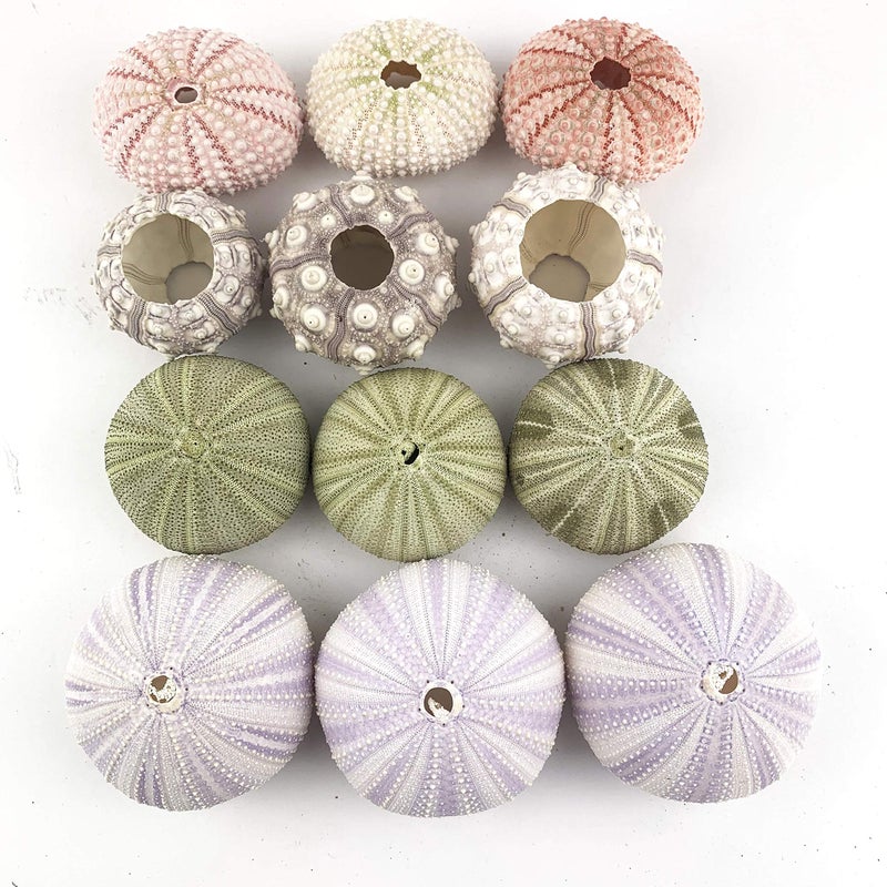 Worlds Assorted Natural Sea Urchins for Air Plants,Craft and Decorations 12PC(1-1/4"-2-1/4"Inch) - Image 4